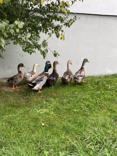 Rouen Clair-Enten