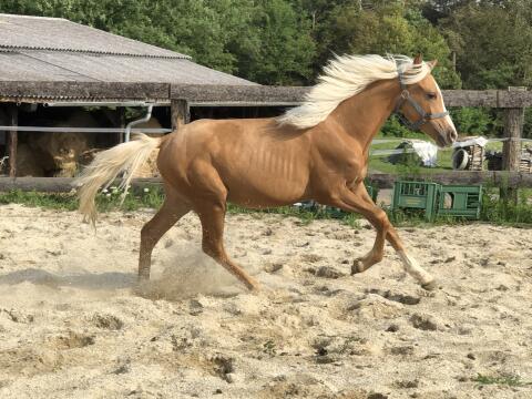 Bildschönes Reitpony