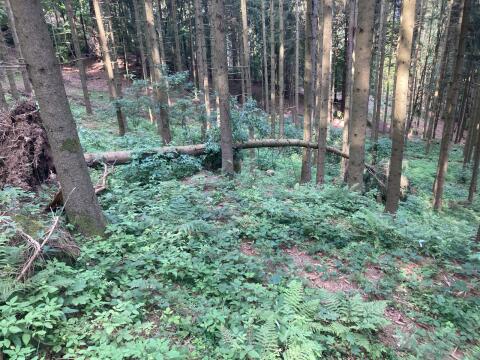 Suche Wald