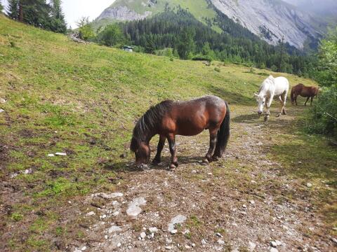 Verkaufe Pony Hengst