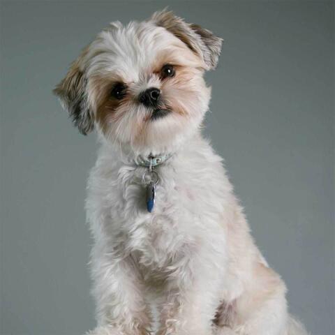Malteser-Shih Tzu-Yorkshire Terrier-Mix-Hunde abzugeben, 5-jährig
