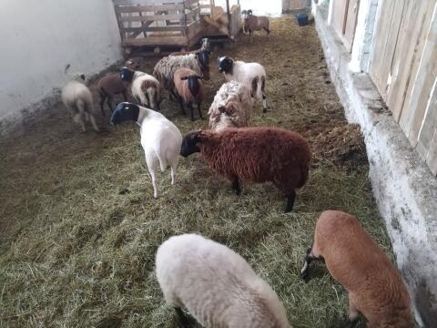 Bio Schafe, Haarschafe