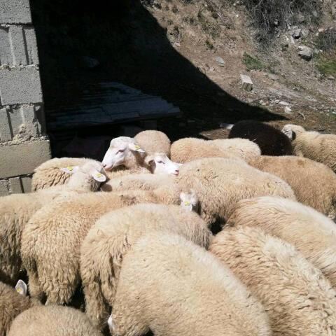 Verkaufe Schlachtschafe