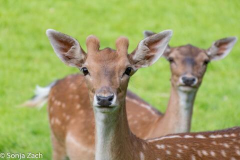 Damwildfleisch