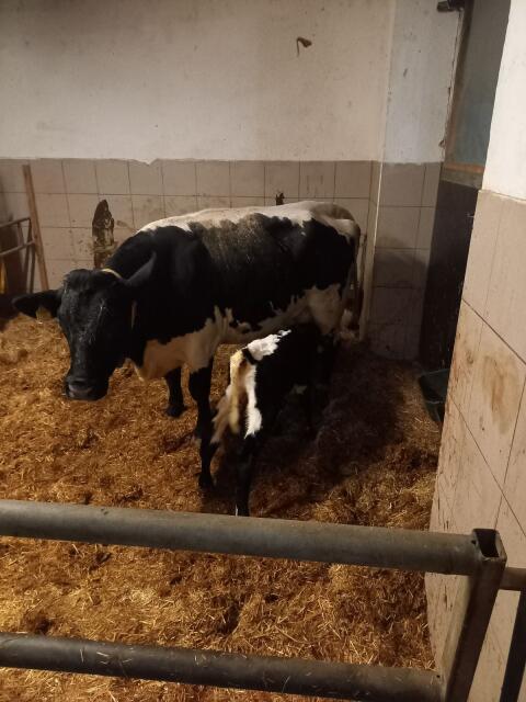 Stierkalb