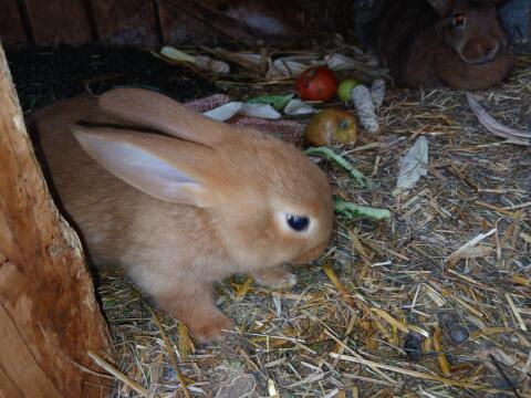 Hasen