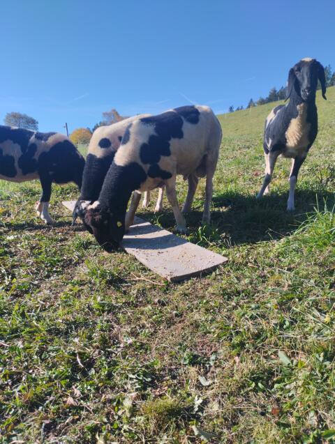 Tscheggenwidder