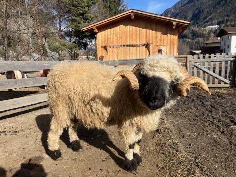 Widder