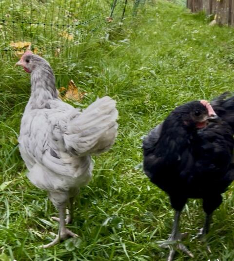 Australorp Hähne 9 Wochen