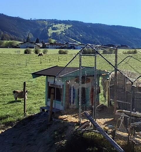 Hundehütte Massiv