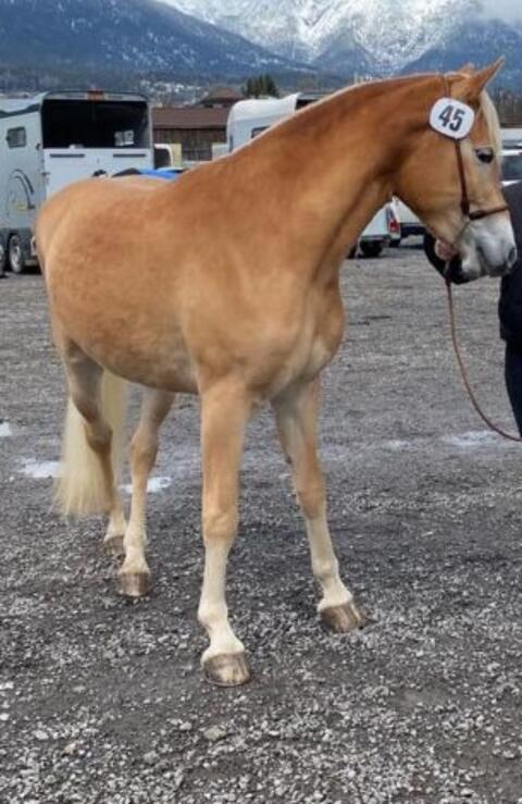 Haflinger Stute