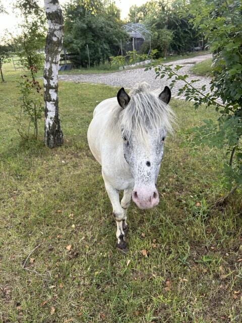 Hübscher Pony-Wallach