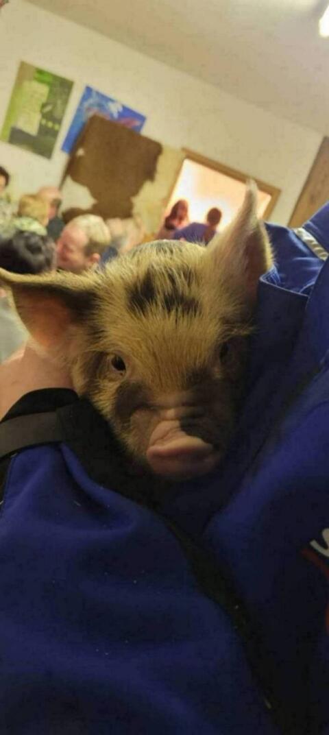 Kune Kune Schweine