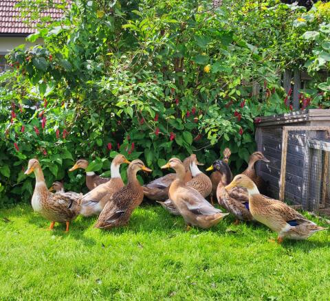 Enten und Junghähne zu verkaufen