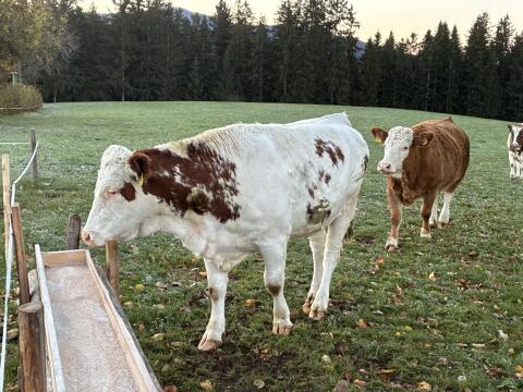 BIO Fleckvieh Kalbin zu verkaufen