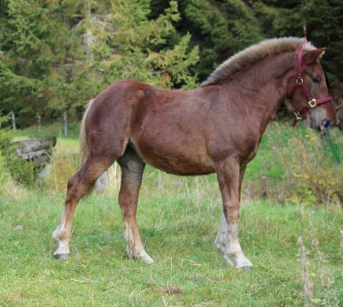 Noriker Kohlfuchsstute