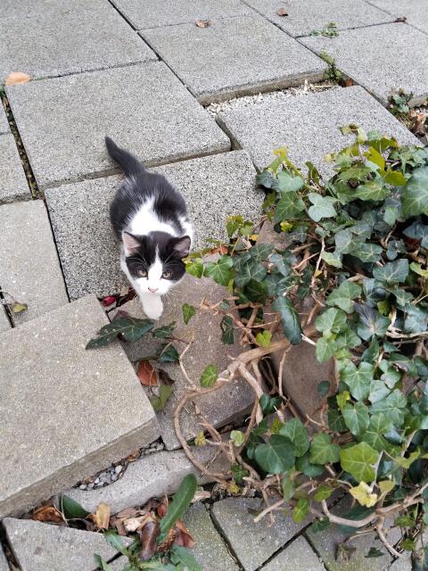 Süße Babykatzen