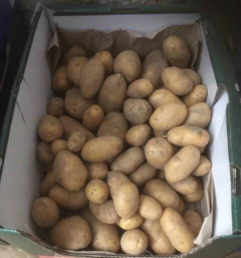Bio-Kartoffel Ditta Salatkartoffel, Hermes Knödel