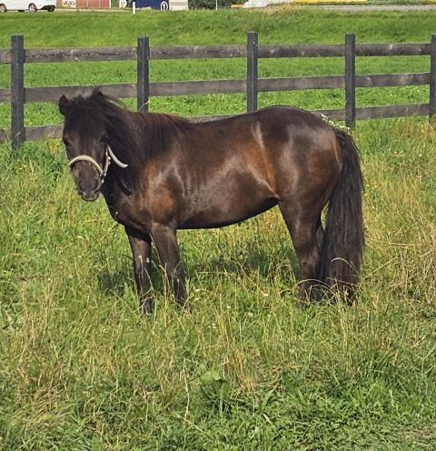 Shettlandpony