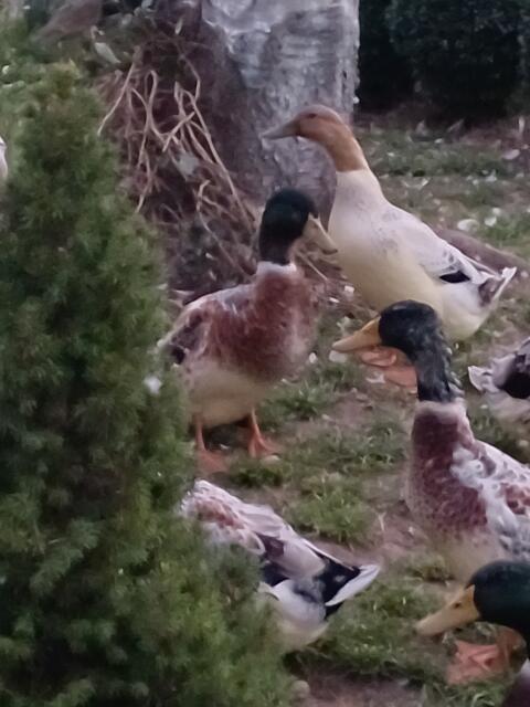 Enten Pärchen
