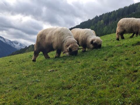 Shropshire Widder Tausch oder Verkauf