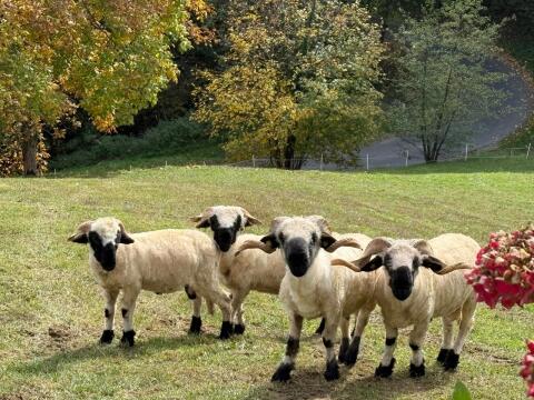 4 Stk. Walliser Schwarznasen Widder