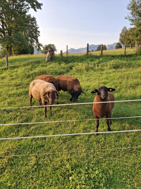 Verkaufe Jurawidder, 8 Monate alt, Bio