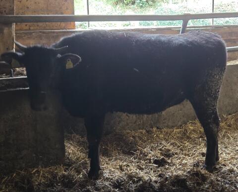 Verkaufe Wagyu x HF Kalbin