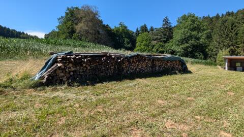 Brennholz, verschiedene Holzarten