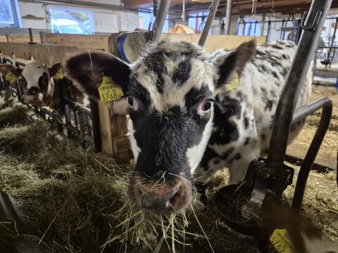 Normande Kalb