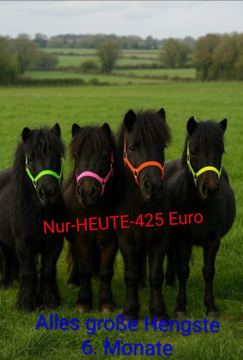 Shetty und Ponys 35 Stk. ab € 475,-