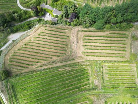 Weingarten mit Weitblick