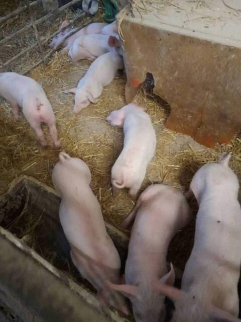 Ferkel
