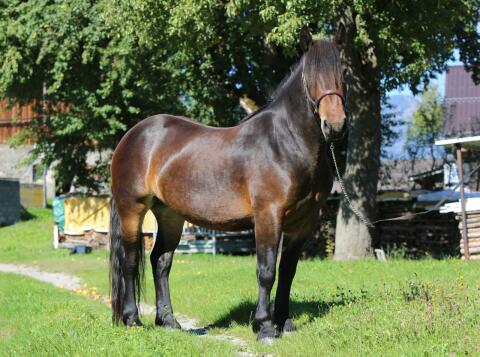 Noriker Stute