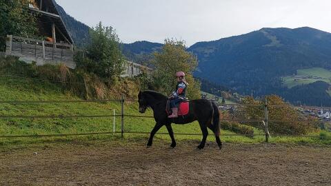 Absolut 100% braver Kinderpony Wallach