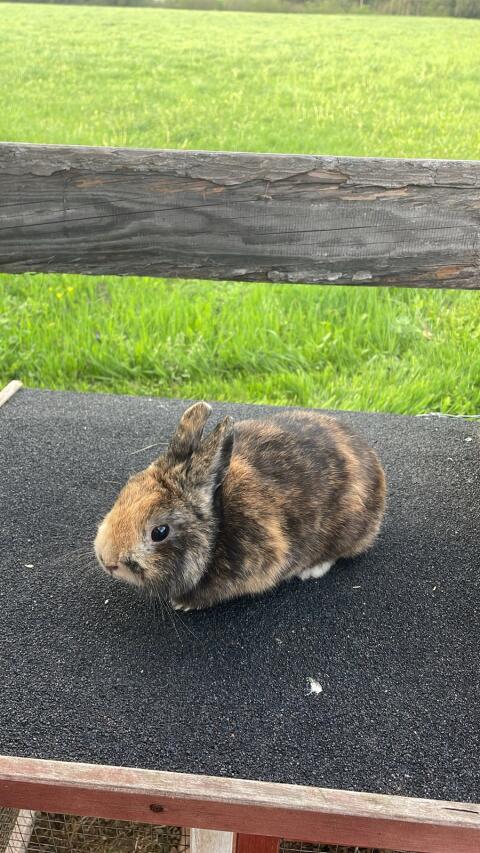 Zwergkaninchen