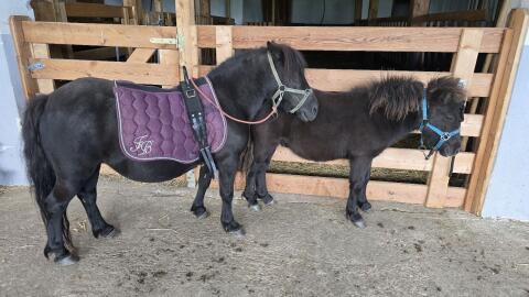 Shetland Pony Kathy mit Hengstfohlen Anton