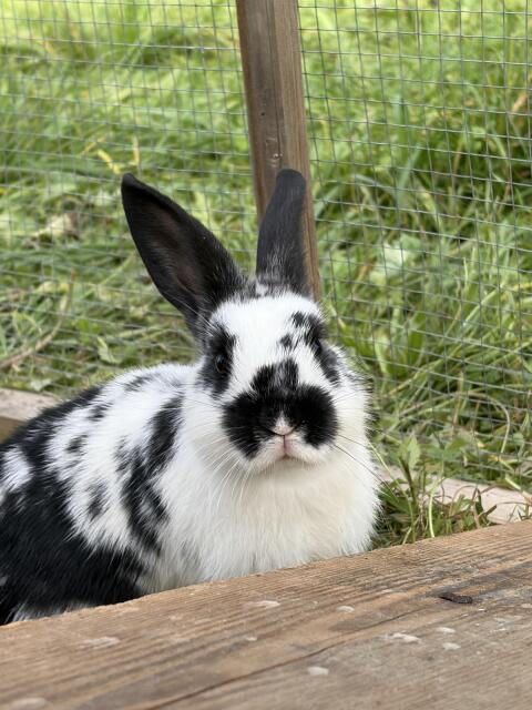 Kaninchen