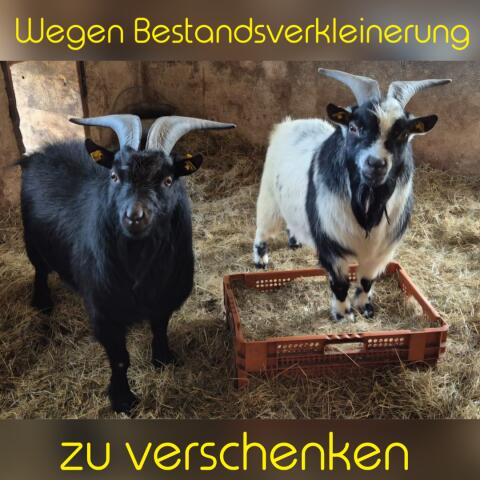 Zwergziegenböcke zu verschenken