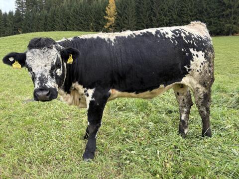 Pustertaler Sprinzen Kalbinnen