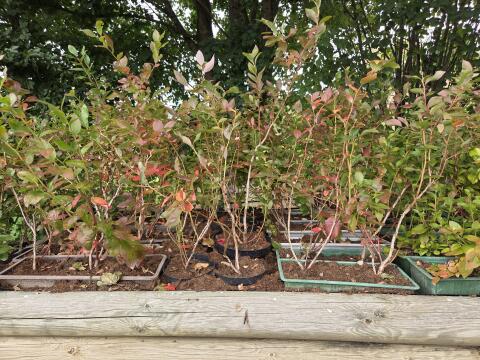 Heidelbeeren Pflanzen Duke