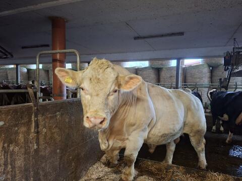 Charolais Stier