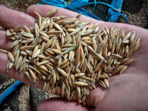 Bio Hafer zu verkaufen ca. 500 kg
