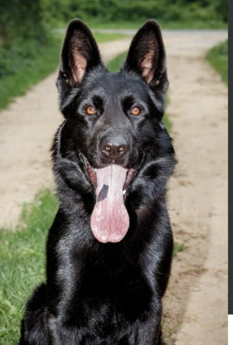 Deutscher Schäferhund Rüde