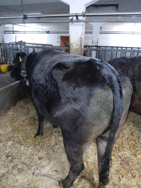 Wagyu Kuh 100% FB