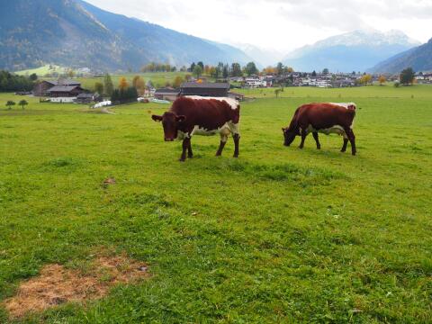 Suche Fresser/Absetzer, Pinzgauer