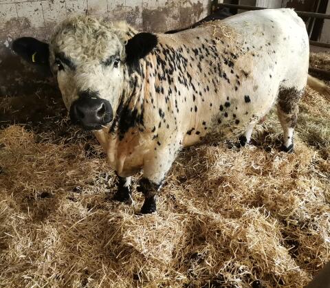 Verkaufe Galloway Stier