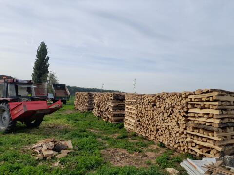 Scheitholz Esche
