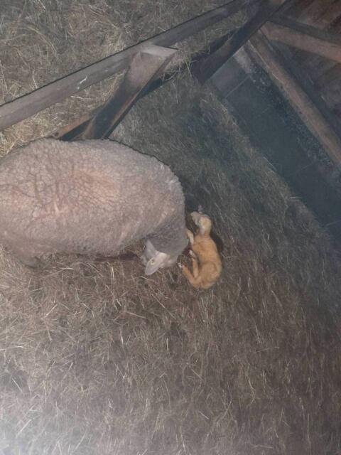 Suche Merino-Mutterschafe zur Zucht oder Jungschafe