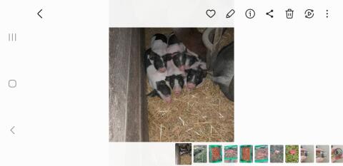 Ferkel